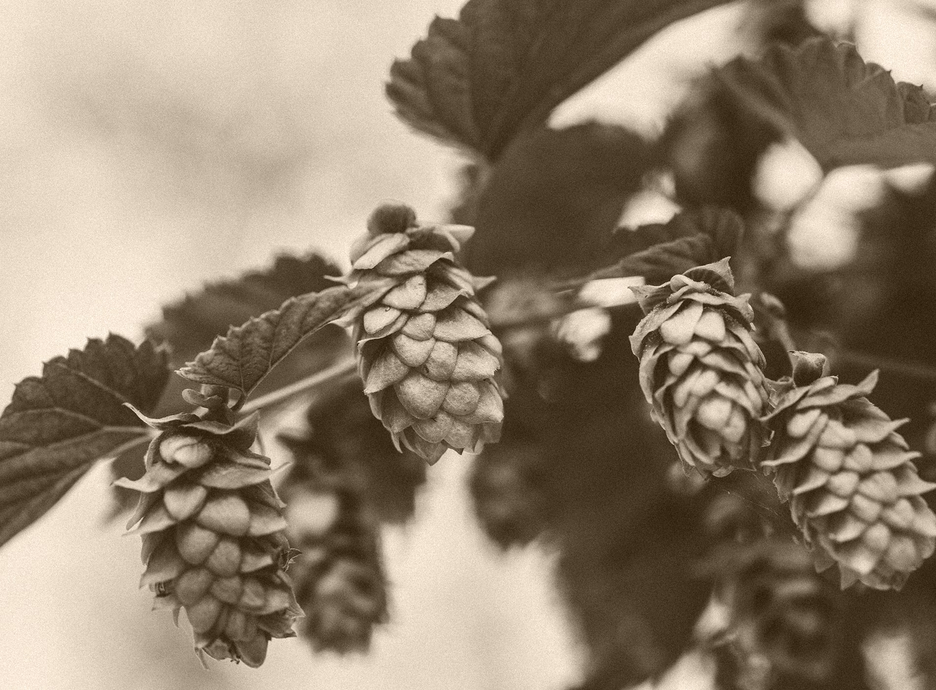 Bière création la démarrante 0